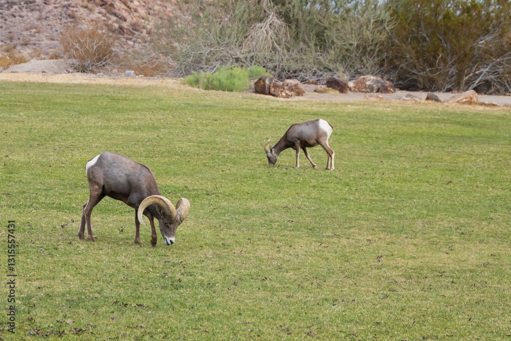 Obraz premium Bighorn sheep herd grazing