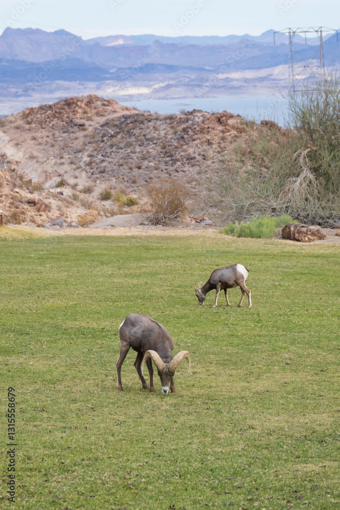 Fototapeta premium Bighorn sheep herd grazing