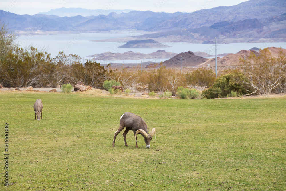 Fototapeta premium Bighorn sheep herd grazing
