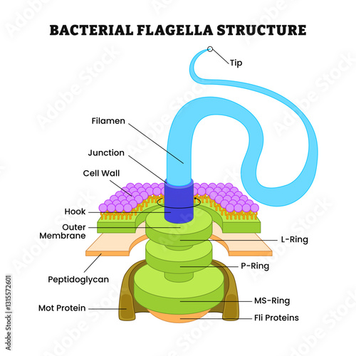 Bacterial flagella structure anatomy diagram poster, medical illustration vector. Labeled tip, filament, junction, cell wall, ring, hook, membrane, peptidoglycan, protein, propeller, helical filaments