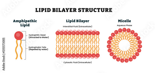 Lipid bilayer structure anatomy diagram poster. Medical illustration. Labeled Amphipathic lipid contain Hydrophilic Head and Hydrophobic tail, interstitial fluid (extracellular), Aqueous Phase Micelle