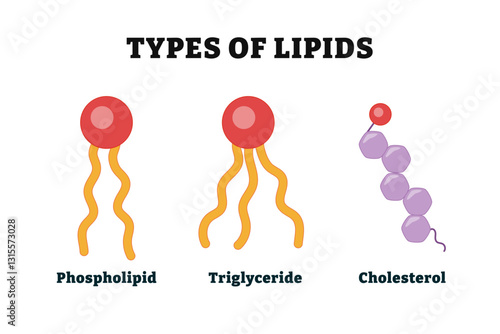 Different types of lipid types diagram. Medical illustration vector. Labeled Phospholipid, Triglycerides, Cholesterol or sterols. Organic Fatty compounds which. Part of cell membrane.