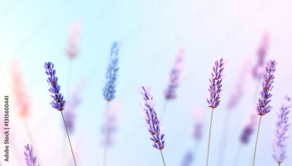 Obraz premium Delicate lavender blossoms against a soft pastel background