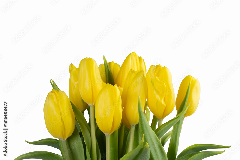 Naklejka premium Gorgeous bright yellow tulips with green leaves, isolated on white background, spring minimalistic card.