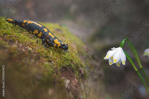 The fire salamander (Salamandra salamandra) crawling on moss ground against flowering summer snowflakes.