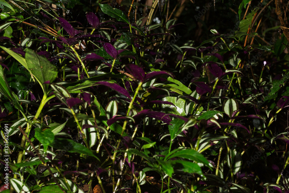 Obraz premium Folhas de plantas nativas de floresta tropical brasileira. 