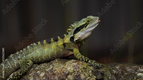 Australian water dragon is on the rock into the Rain.
