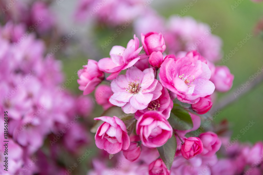 springtime sakura cherry blooming on branch. photo of springtime sakura bloom. springtime sakura cherry blooming on branch. photo of springtime sakura bloom.