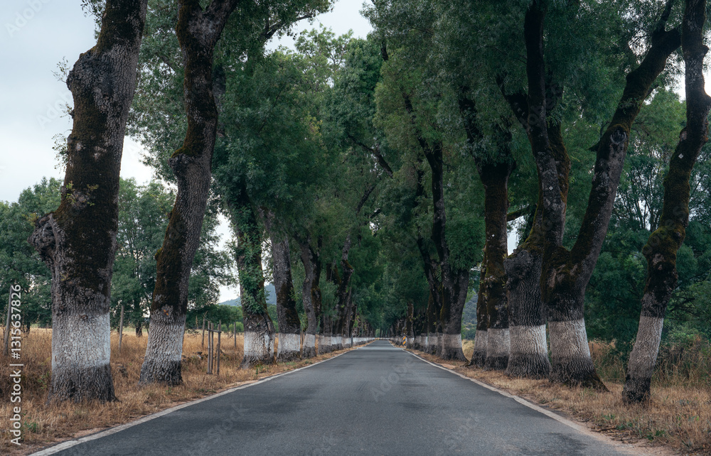 Fototapeta premium Alameda dos Freixos road in the Alentejo region of Portugal.