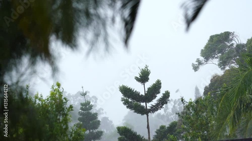 Pine trees are swaying by strong winds and heavy rain. tropical cyclone