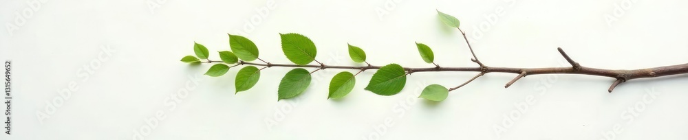 Naklejka premium Long curved branch stretching on white surface with light, simple, leafy