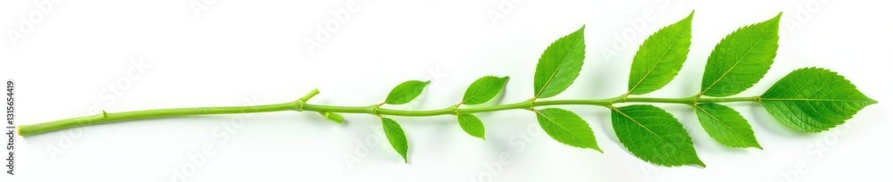 Fototapeta premium Isolated green stem with leaves against white, botanical, stem