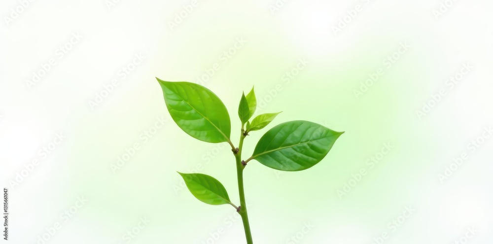 Fototapeta premium Small green plant with leaves isolated on white background, botany, foliage, natural elements