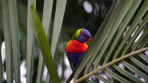 Rainbow lorikeet in the storm that holding palm leaves and almost blown away. challenging weather