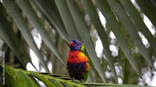 Rainbow lorikeet in the storm that holding palm leaves and almost blown away. challenging weather