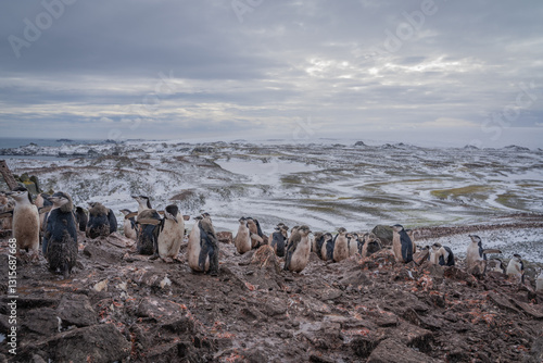 Gentoo penguin nesting in Antarctica