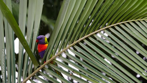 Rainbow lorikeet in the storm that holding palm leaves and almost blown away.