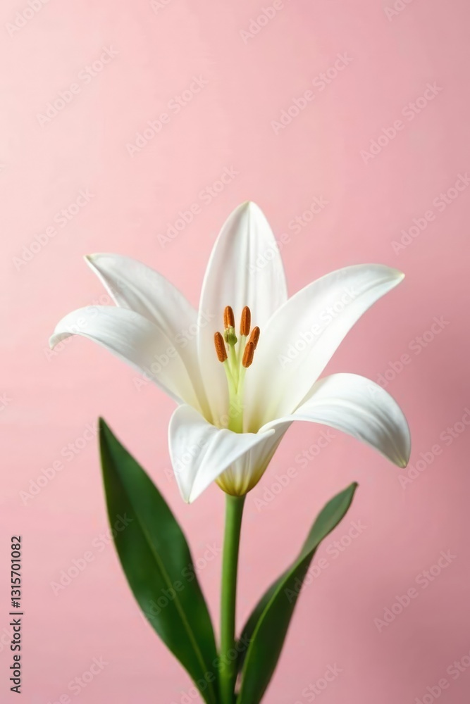 Obraz premium Pure white lily petals against a pale pink hue, clear, fresh