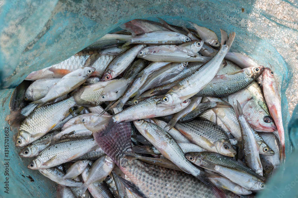 Fototapeta premium Group of freshwater fish caught in a net. 