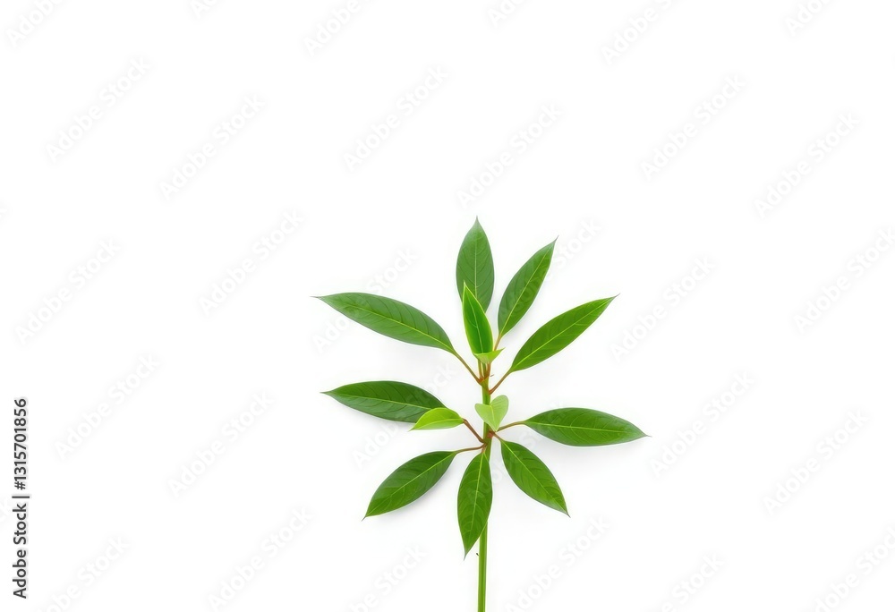Single vibrant green plant, isolated on pure white background, photo, summer Single vibrant green plant, isolated on pure white background, photo, summer