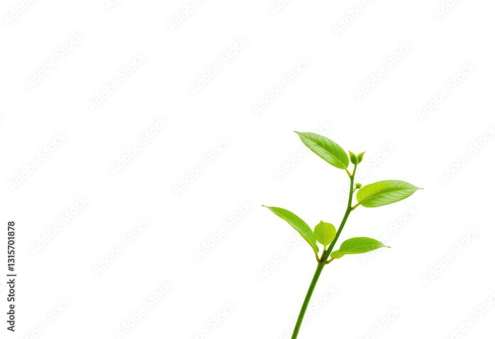 Fototapeta premium Single vibrant green plant, isolated on pure white, picture, visual