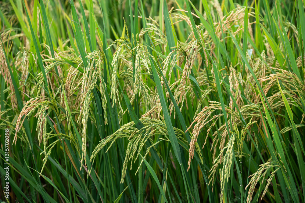 Rice paddy field in rural Thailand. Thailand has a strong tradition of rice production. Rice paddy field in rural Thailand. Thailand has a strong tradition of rice production.