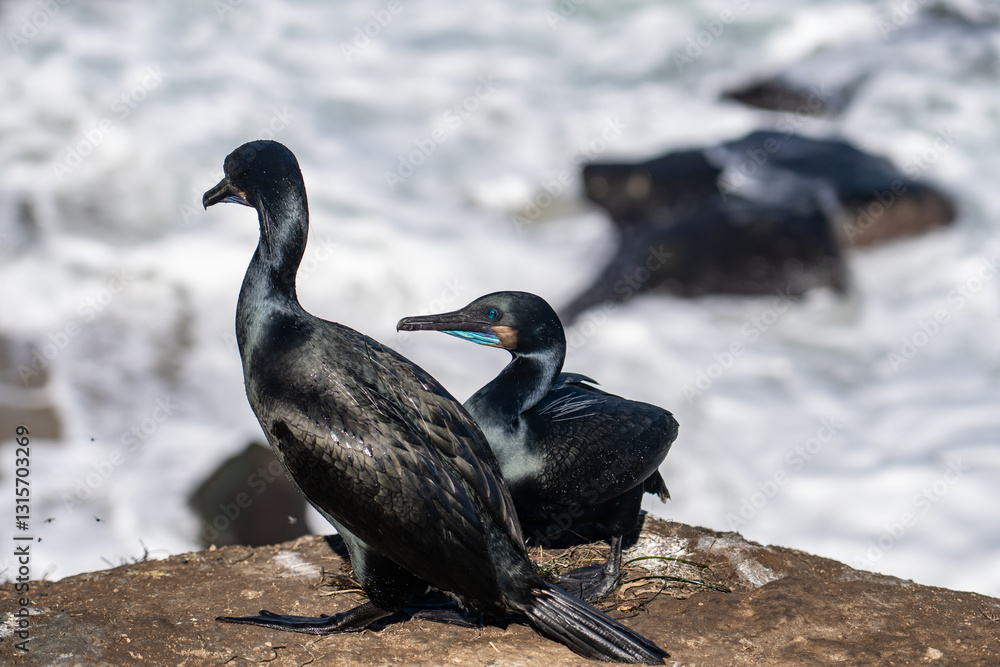Fototapeta premium Brandt's cormorant (Urile penicillatus) is a strictly marine bird of the cormorant family of seabirds that inhabits the Pacific coast of North America. La Jolla Cove, San Diego, California.