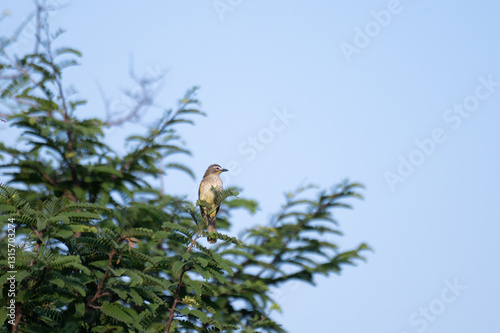 фотографія The beautiful white browed bulbul perched on a slender branch amongst delicate wildflowers