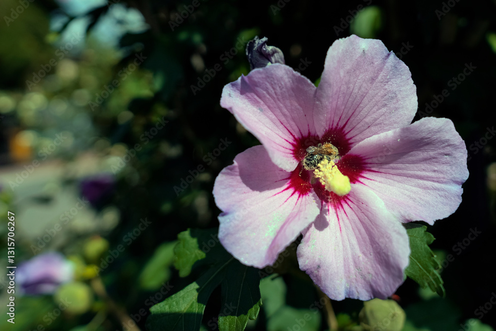 Close-up of a delicate pink hibiscus flower with vibrant red markings, showcasing a bee collecting pollen in a lush garden setting. Close-up of a delicate pink hibiscus flower with vibrant red markings, showcasing a bee collecting pollen in a lush garden setting.