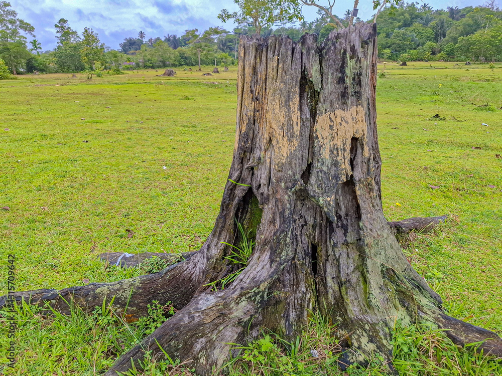 Ancient Tree Stump in a Verdant Meadow: A Serene Landscape Photograph Ancient Tree Stump in a Verdant Meadow: A Serene Landscape Photograph