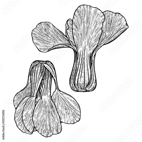Two Whole Bok Choy Line Art Vector Illustration