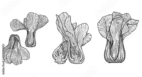 Set of Bok Choy Line Art Vector Illustration