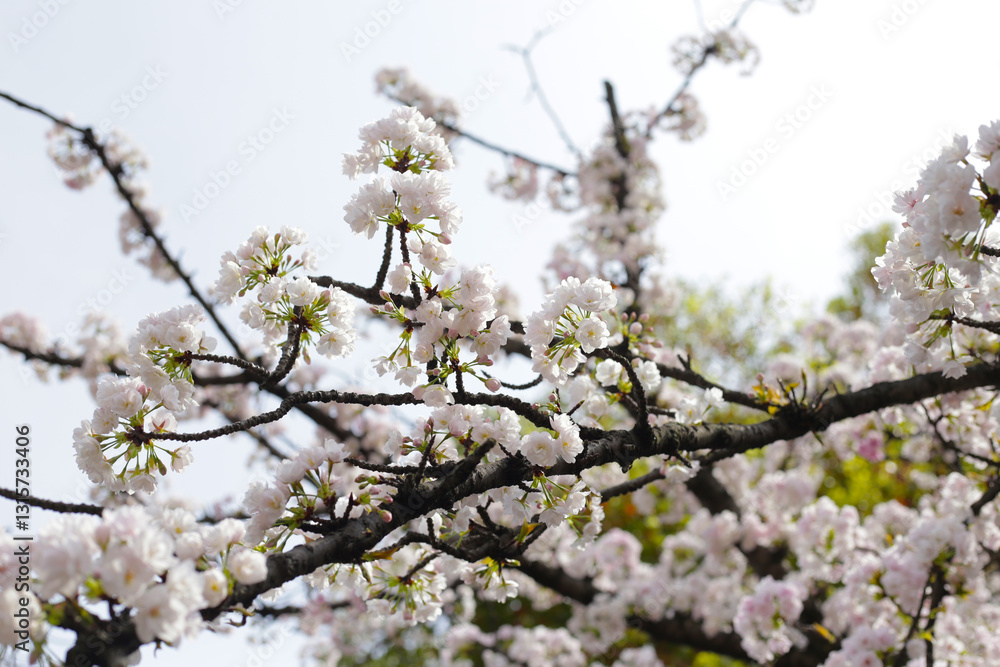 Branches of sakura flowers, cherry blossom Branches of sakura flowers, cherry blossom