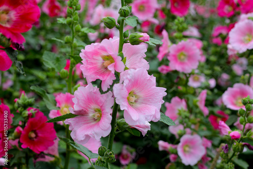 Beautiful hollyhock flower in the park