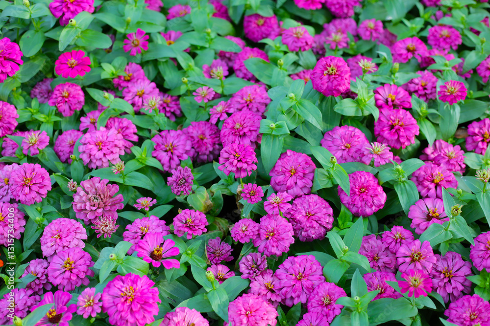Blooming zinnia flowers in the field Blooming zinnia flowers in the field