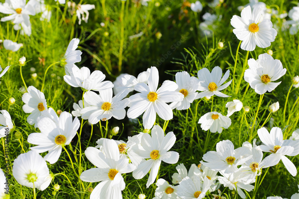 Fototapeta premium White cosmos flowers in the park
