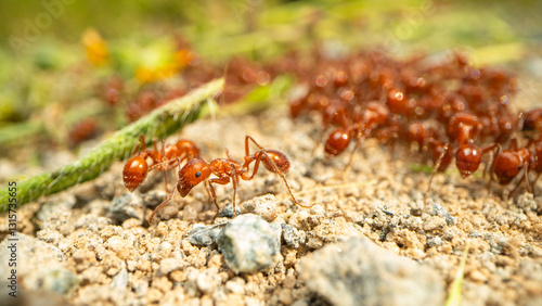 Harvester ants foraging on plant material  in the San Joaquin Valley of California.