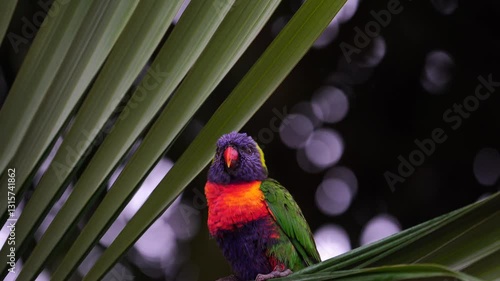 Rainbow lorikeet in the storm that holding palm leaves and almost blown away.