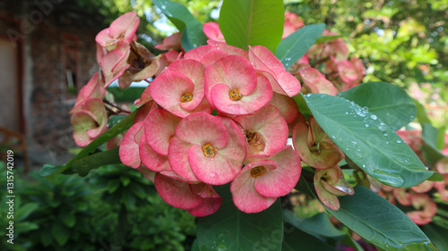 Valokuva Euphorbia Flower - Euphorbia Milii