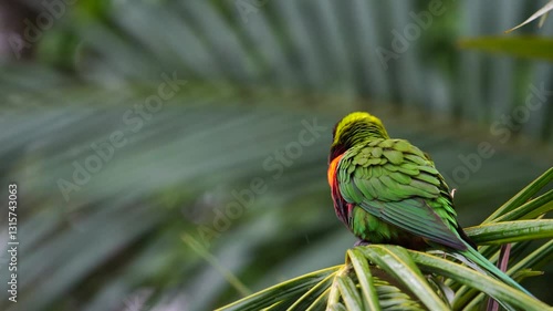 Rainbow lorikeet in the storm that holding palm leaves and almost blown away.