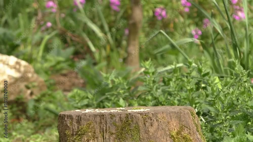 Birds feeding in green nature, forest wildlife birds, birds foraging for food, birds eating in forest. Birds feeding in green nature, forest wildlife birds, birds foraging for food, birds eating in forest.