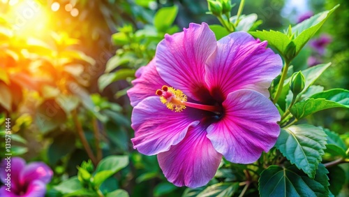 Colorful hibiscus flower blooming in a sunny garden with bright green leaves and vibrant purple petals on a warm summer day, floral beauty , outdoor decor