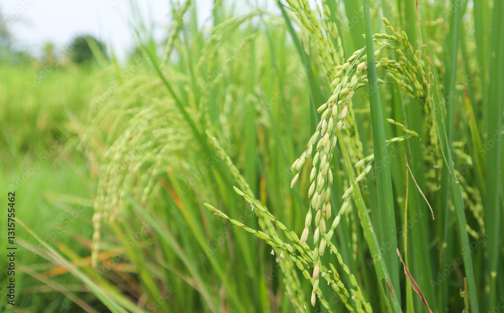 Paddy field with yellow rice found in Indonesia. farming concept Paddy field with yellow rice found in Indonesia. farming concept