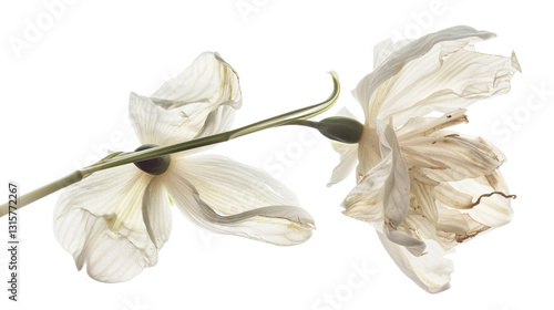 Studio shot of two wilting white flowers isolated on a transparent background