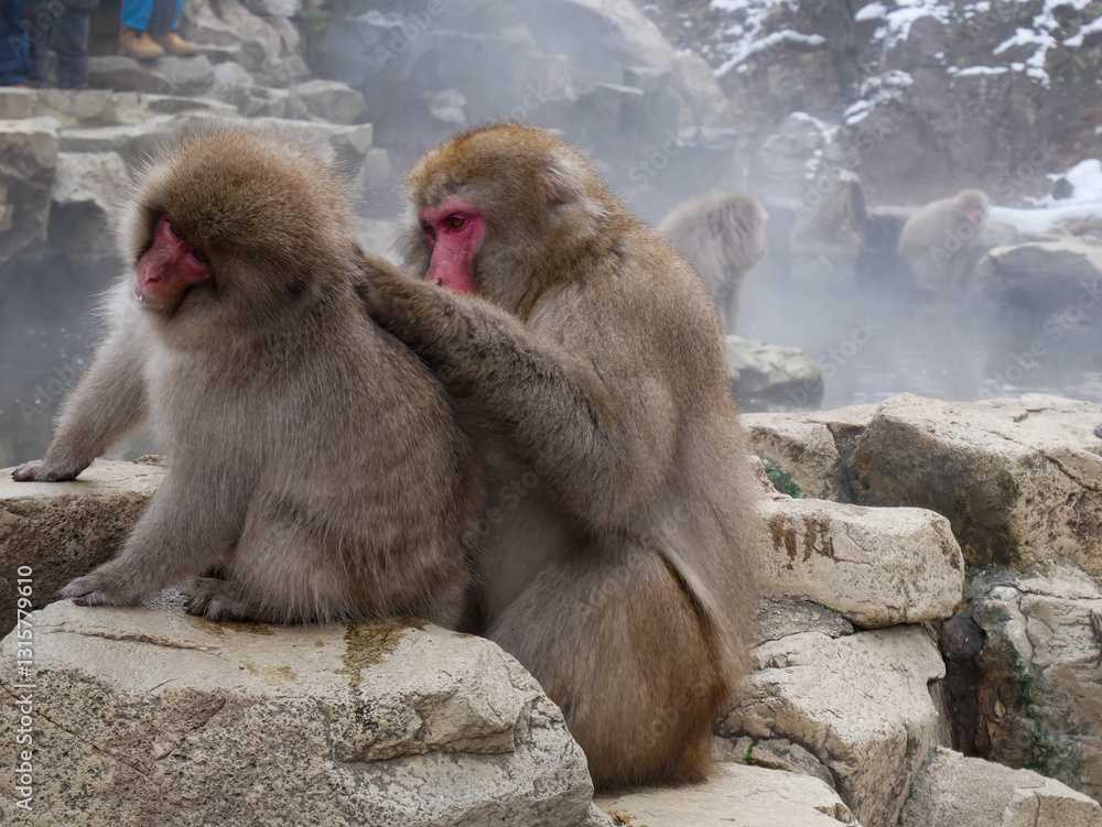 Snow Monkeys (Japanese Macaque) near a warm spring in Japan. Snow Monkeys (Japanese Macaque) near a warm spring in Japan.