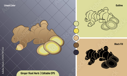 Ginger Rhizomes Root Herb vector illustration in 3 type icon, lineal color, outline, adn black fill silhouette. Editable kitchen spices design element for education.
