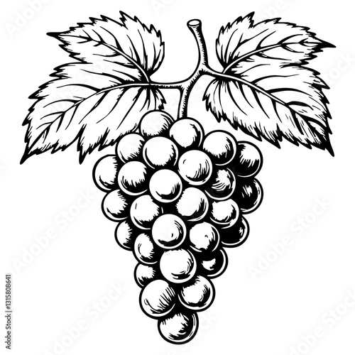 Vintage grape bunch illustration with leaves  