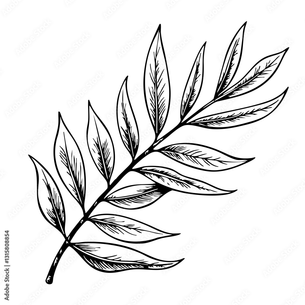 Obraz premium Vintage Olive Leaf Sketch on White Background 