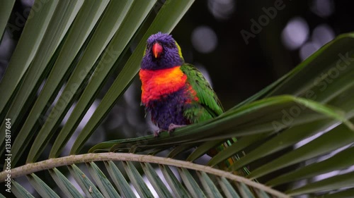 Rainbow lorikeet in the storm that holding palm leaves and almost blown away. challenging weather