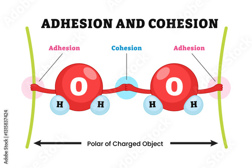 Water molecule cohesion adhesion surface tension through hydrogen bonds. Labeled water molecule, Biology educational illustration poster design with cartoon molecule. Adhesive Cohesive